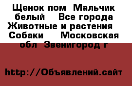 Щенок пом. Мальчик белый  - Все города Животные и растения » Собаки   . Московская обл.,Звенигород г.